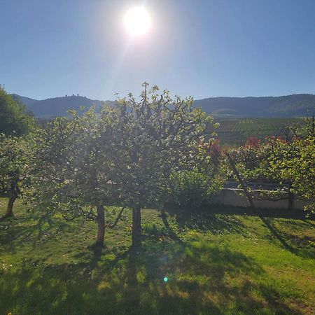 Studio Aux Pieds Des Vignes Eguisheim Buitenkant foto