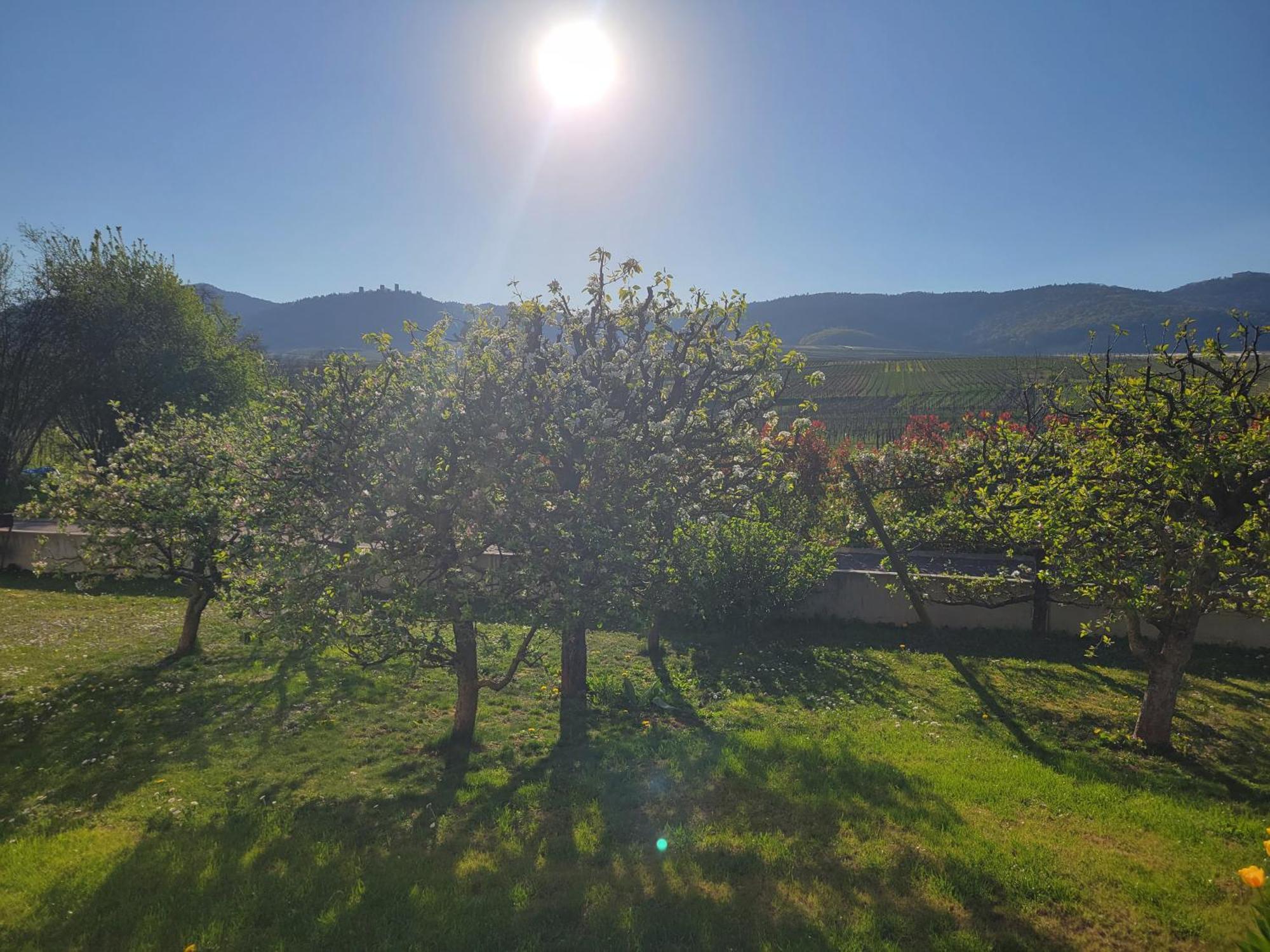 Studio Aux Pieds Des Vignes Eguisheim Buitenkant foto